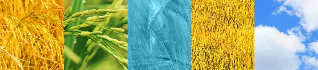Coloryze: The alliance between Oryzite and Coltec that’s revolutionizing sustainable materials