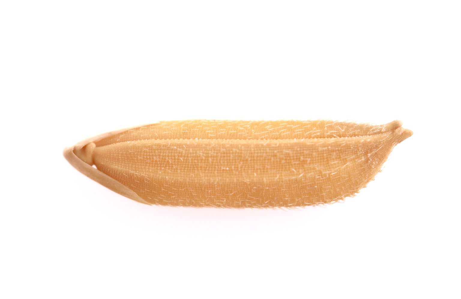 Grain de riz avec son enveloppe