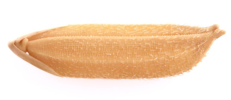 Grain de riz avec son enveloppe